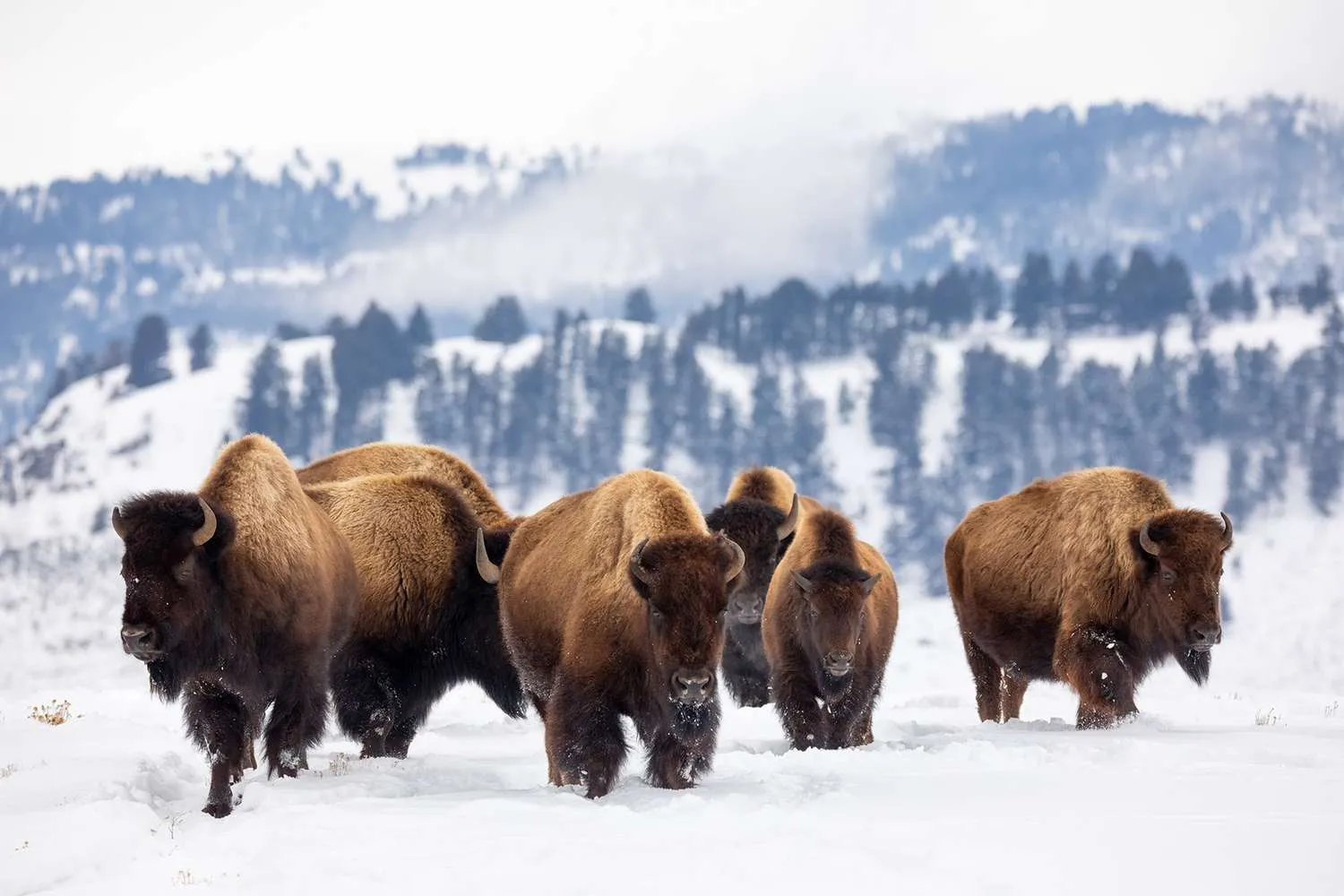post-Yellowstone National Park Weather in March: Your Complete Insider's Guide