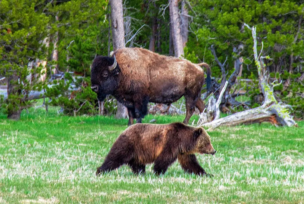 Bison and bears spotted during wildlife viewing tours in Yellowstone National Park