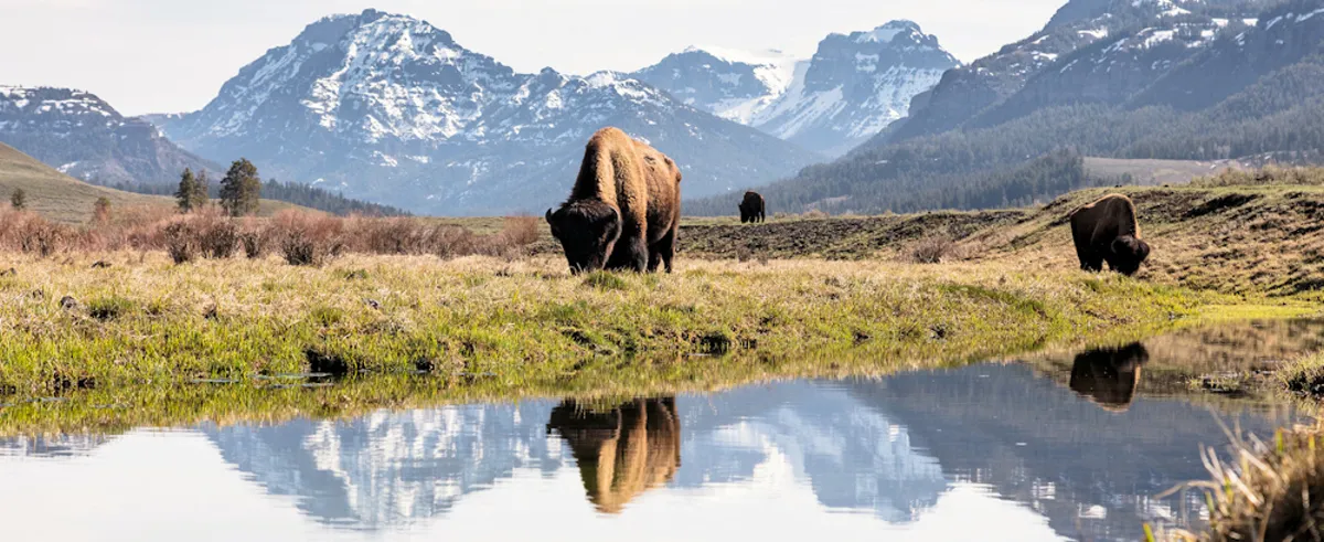 Large bison herd grazing in Lamar Valley at Yellowstone National Park