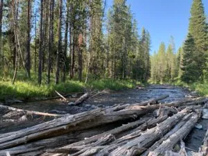 post-The Yellowstone National Park Zone of Death: America's Most Dangerous Legal Loophole