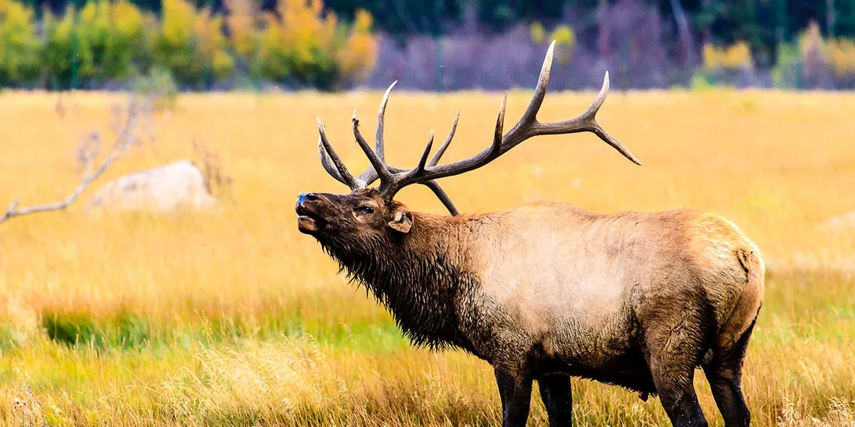 Wildlife viewing locations in Yellowstone National Park