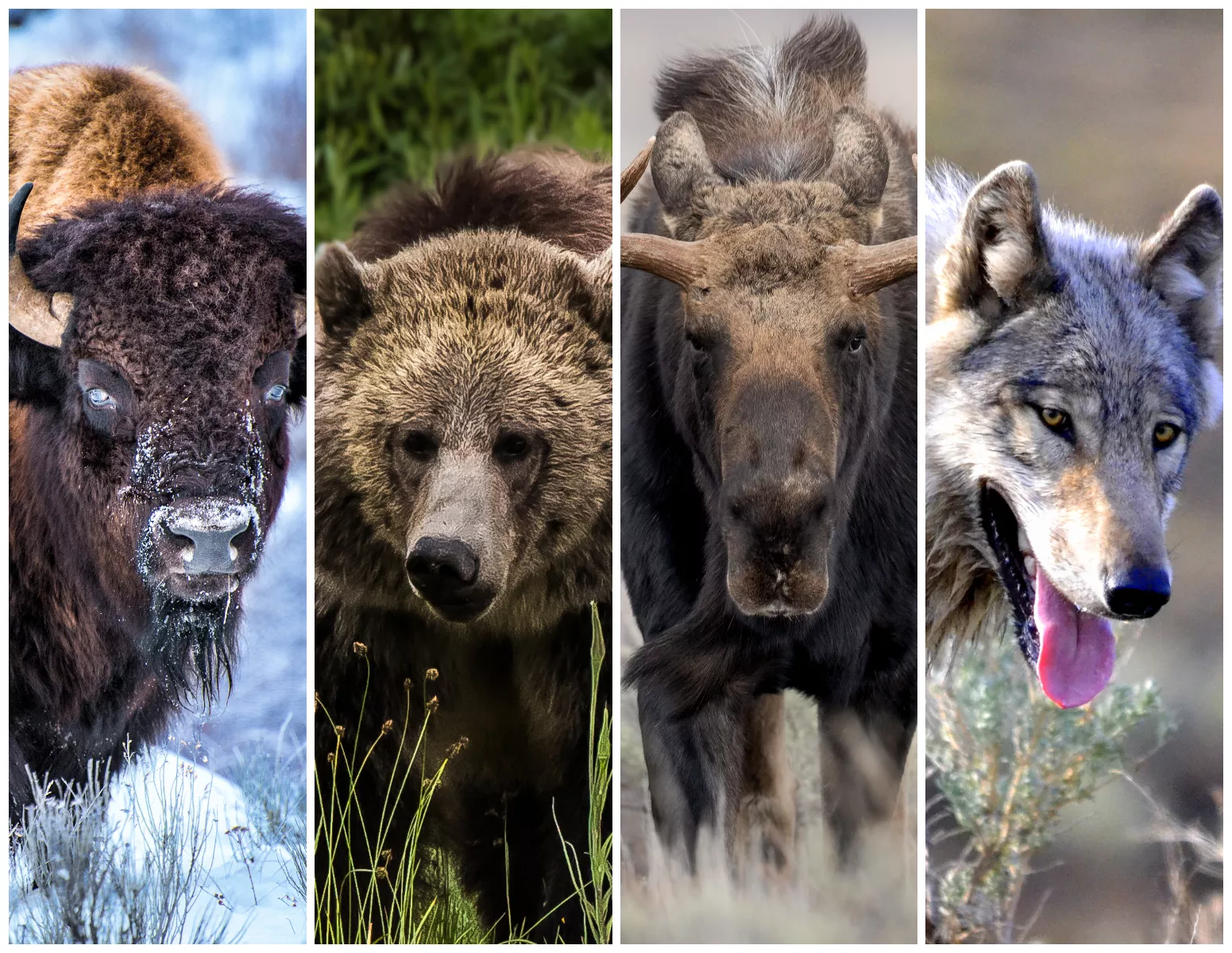 Professional wildlife photography of Yellowstone National Park animals