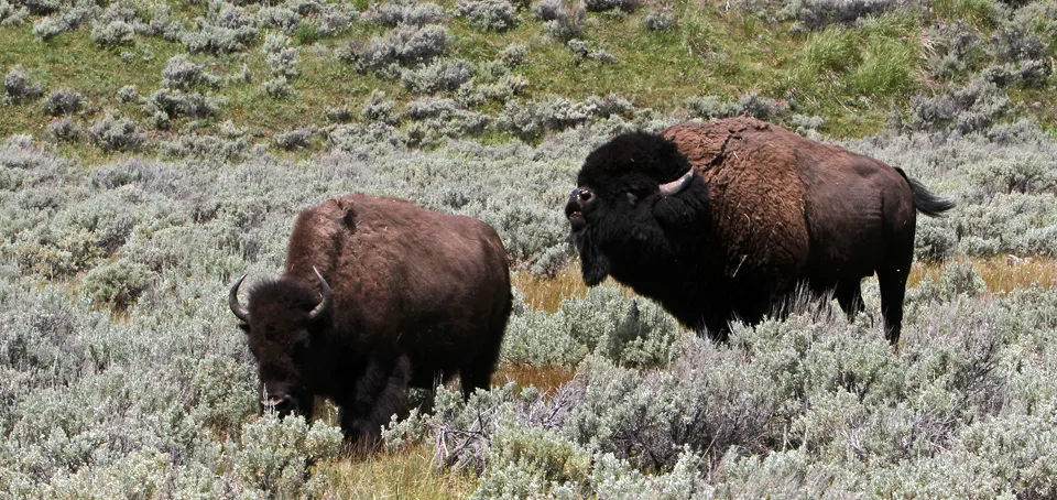Bison herd in Yellowstone National Park showcasing the diversity of park animals