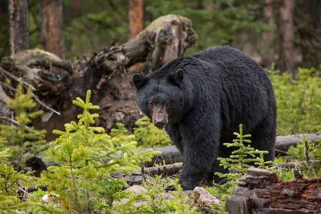 post-Are There Bears in Acadia National Park? Your Complete 2025 Wildlife Guide
