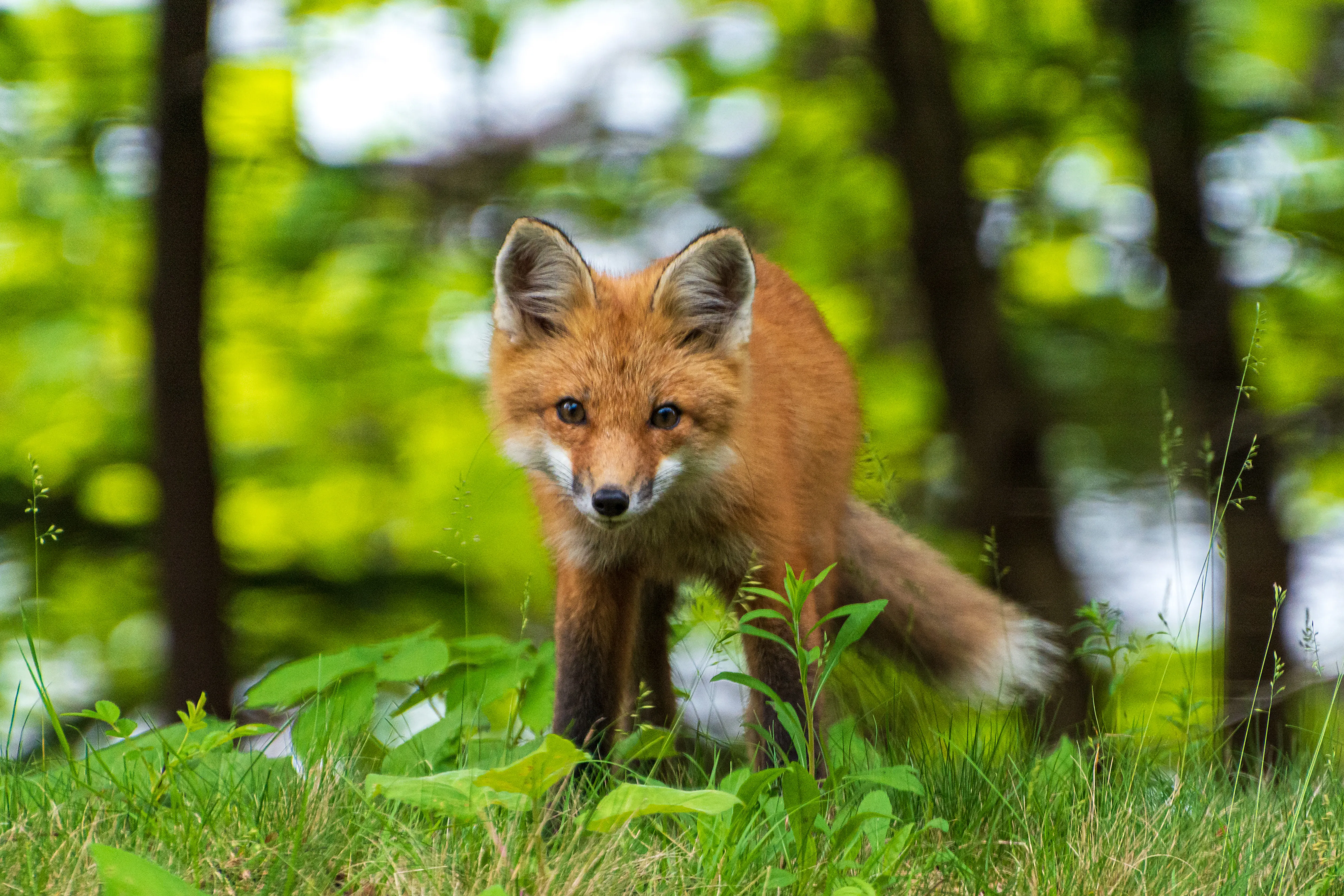 post-Seasonal Animal Activity in Acadia National Park: A Complete Wildlife Guide