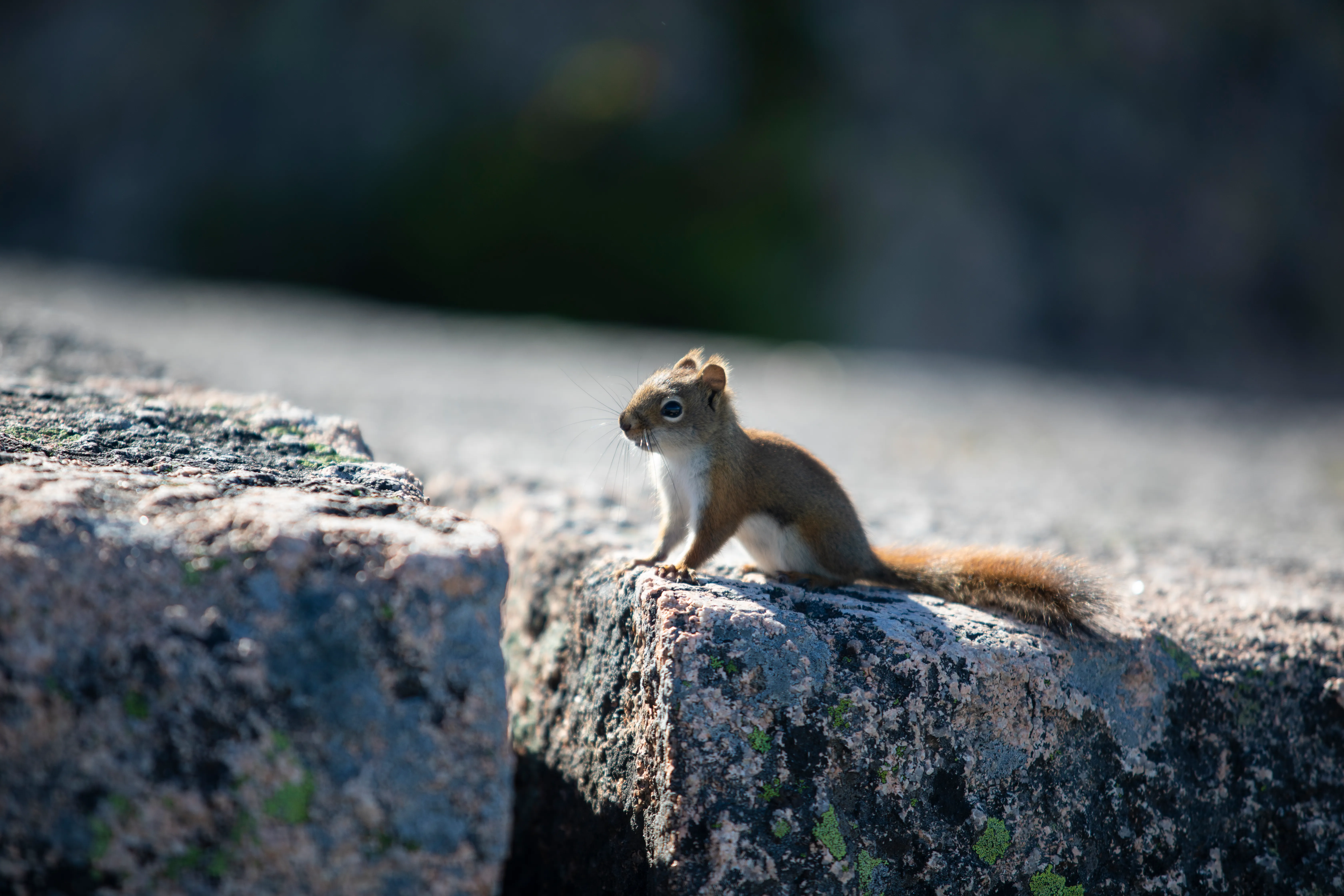 post-The Complete Guide to Photographing Animals in Acadia: Expert Tips for Wildlife Photography in Maine's Premier National Park