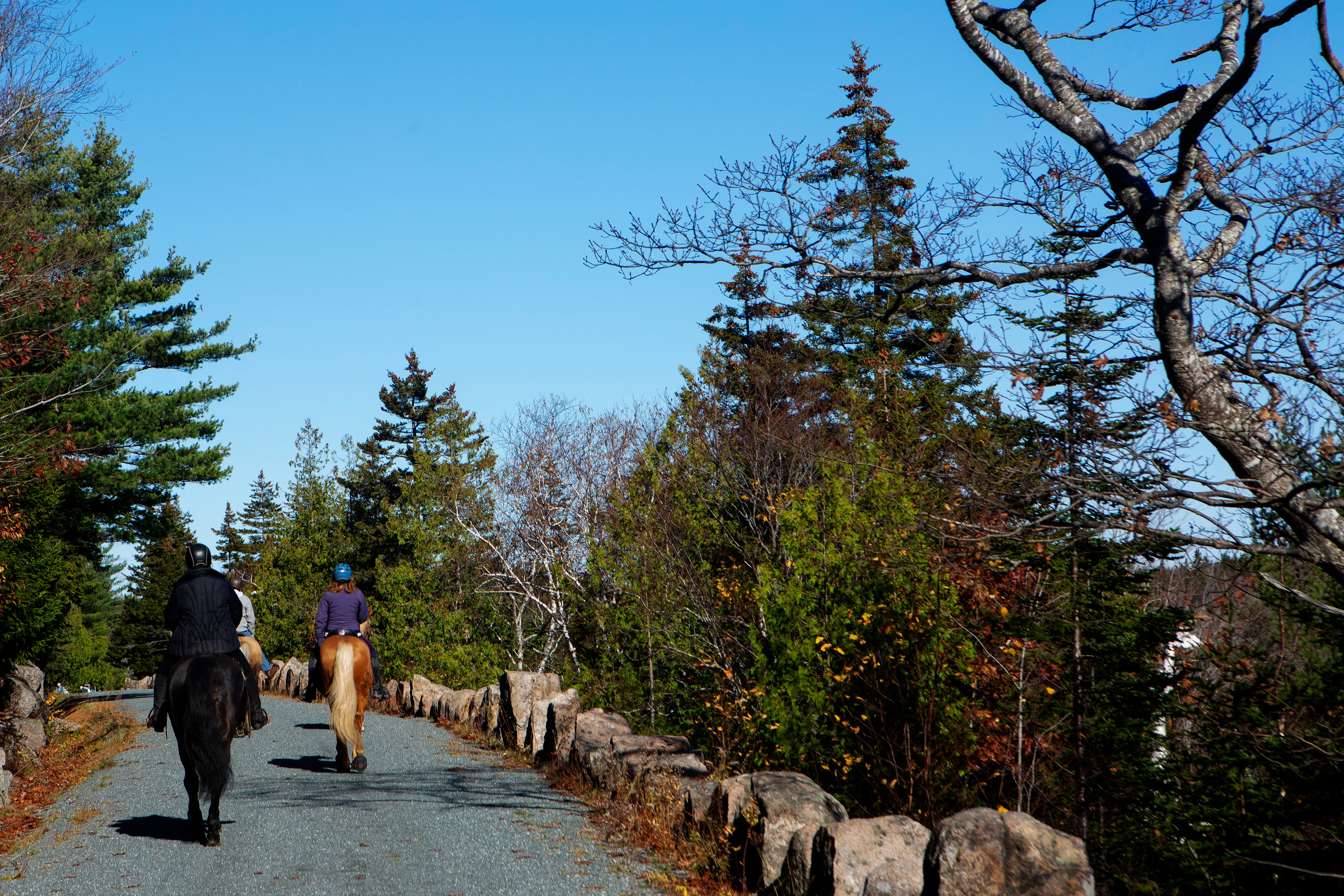 post-Ultimate Guide to Horseback Riding Tours in Acadia National Park - 2025