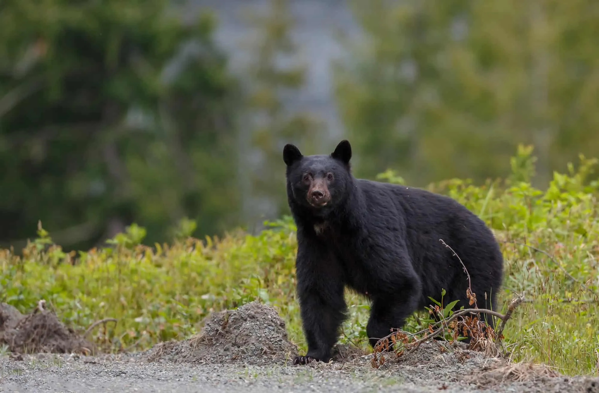 post-Best Time to See Bears in Acadia National Park: Complete Guide (2025)