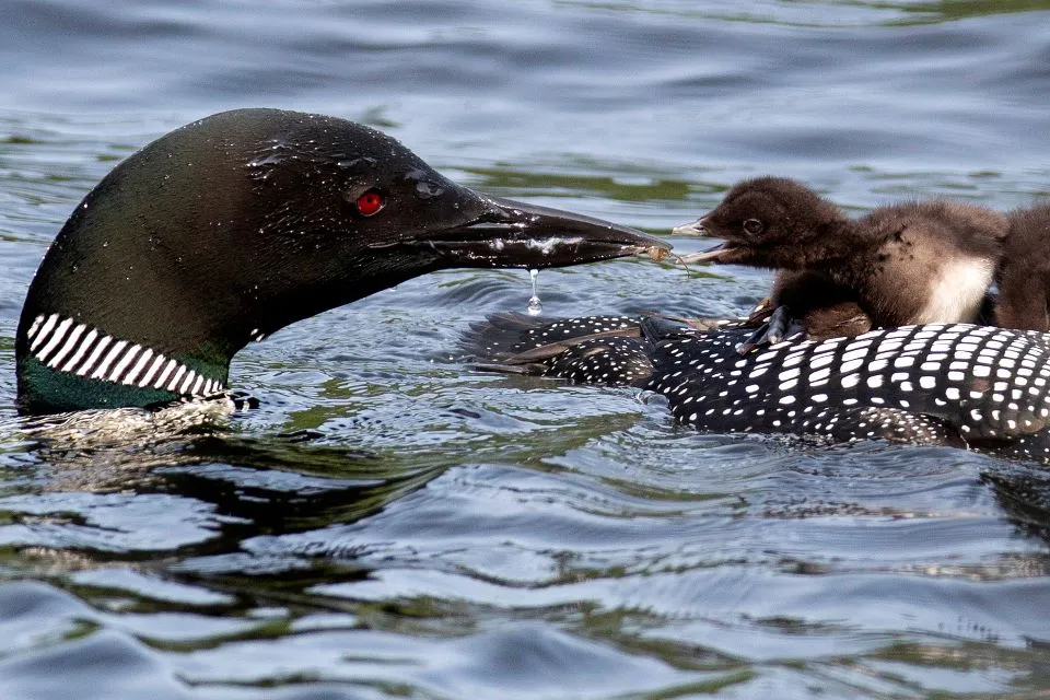 post-Birds of Acadia National Park: The Ultimate Birder's Guide