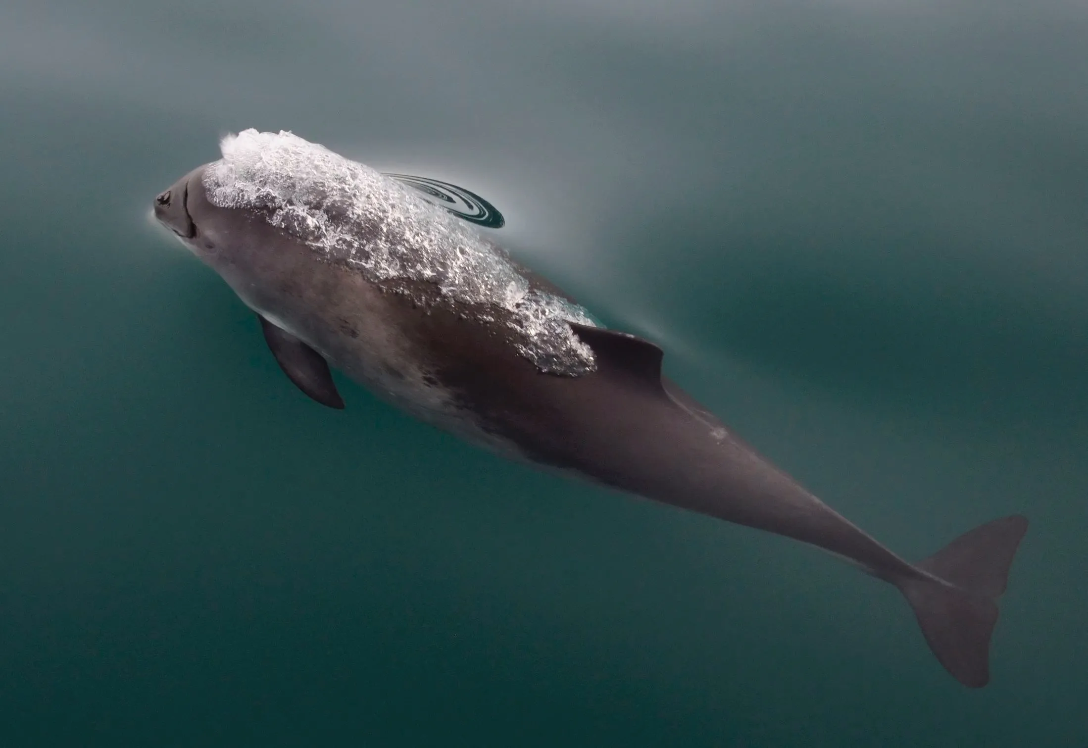 post-Marine Animals of Acadia National Park: Complete Wildlife Guide