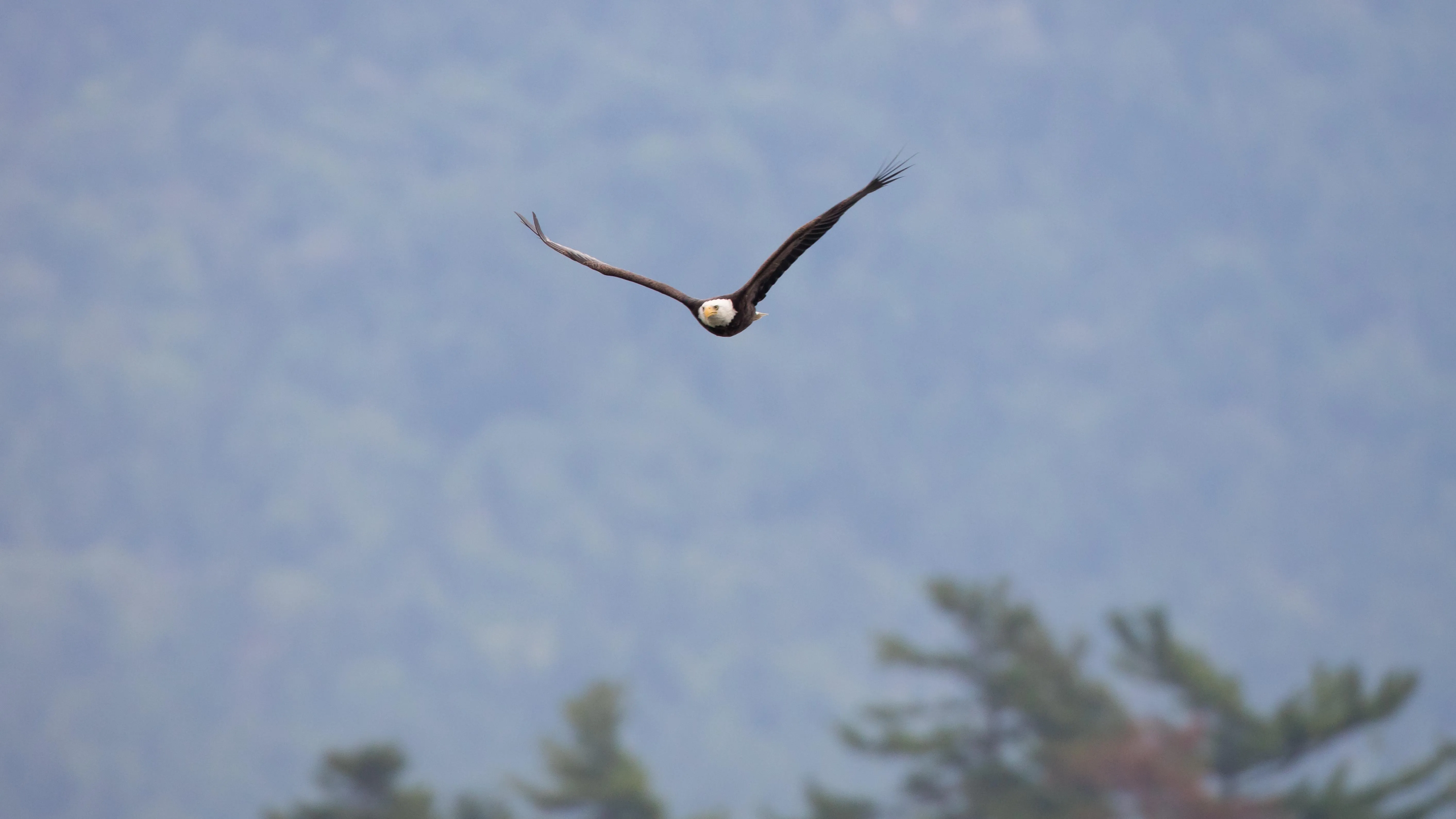 post-Complete Guide to Wildlife in Acadia National Park: Your Ultimate Resource for Animal Encounters