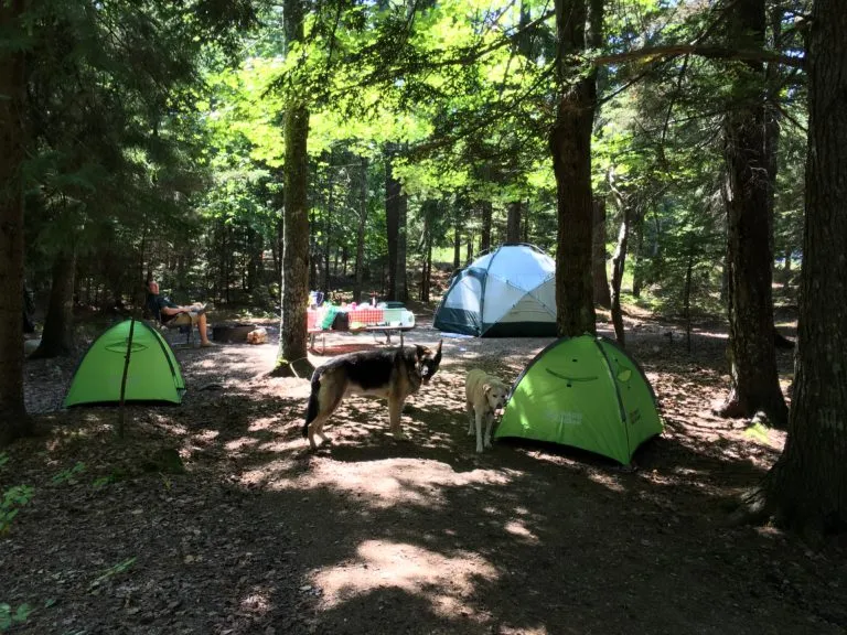 post-The Ultimate Guide to Pet Friendly Camping Near Acadia: Your Complete 2025 Expert Guide