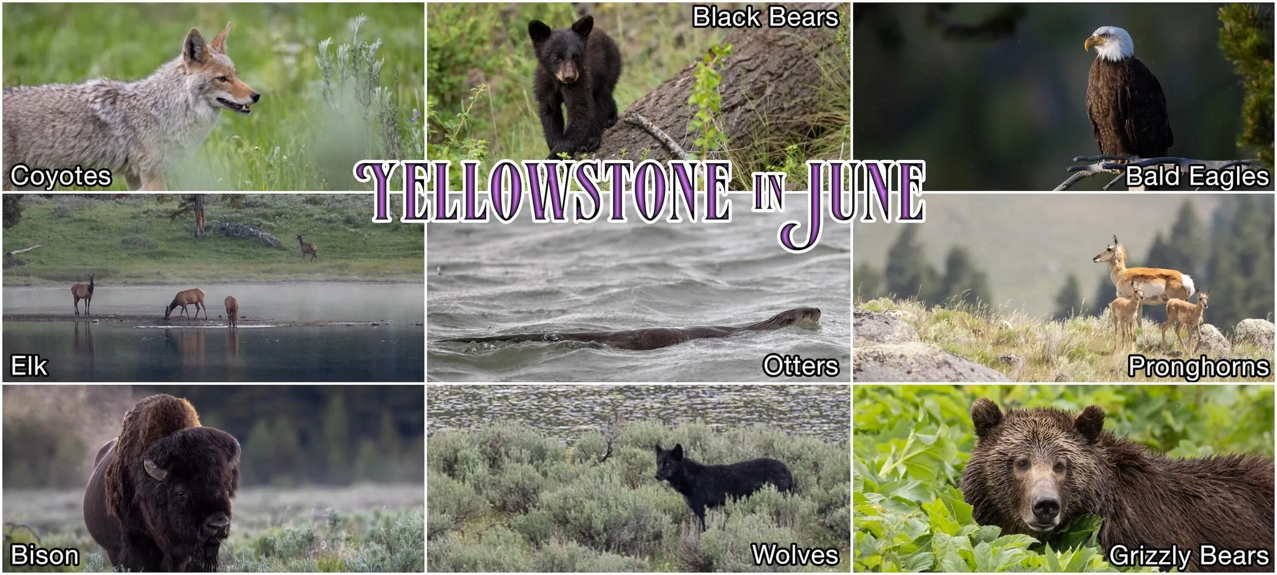 Wildlife viewing in Yellowstone during summer months showing various animals