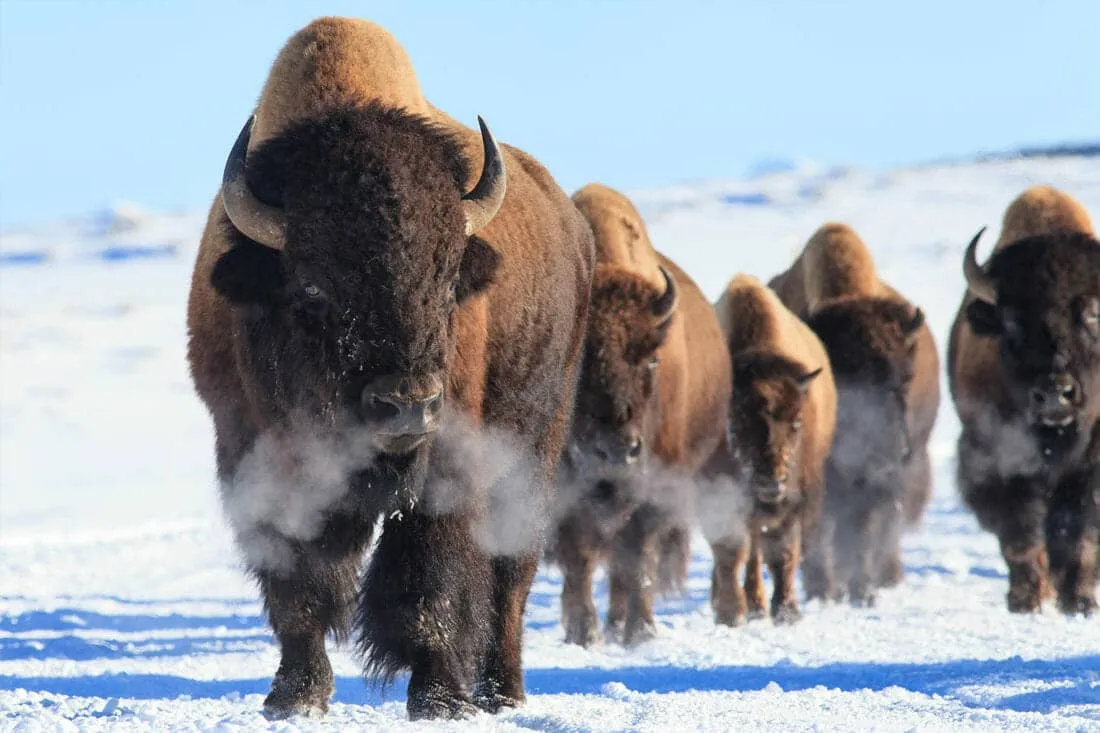 Bison during winter season in Yellowstone National Park showing frost and snow