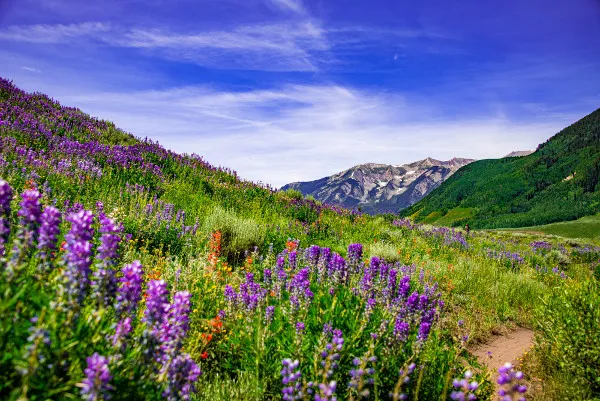 Colorado wildflowers including lupines blooming near Black Canyon
