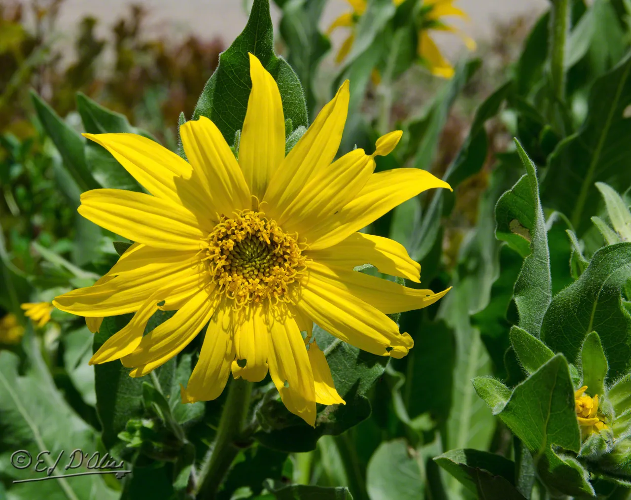 Black Canyon wildflowers and autumn colors