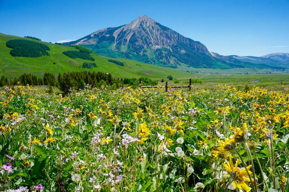 Mountain wildflowers in bloom near Crested Butte Colorado showing alpine meadow landscape