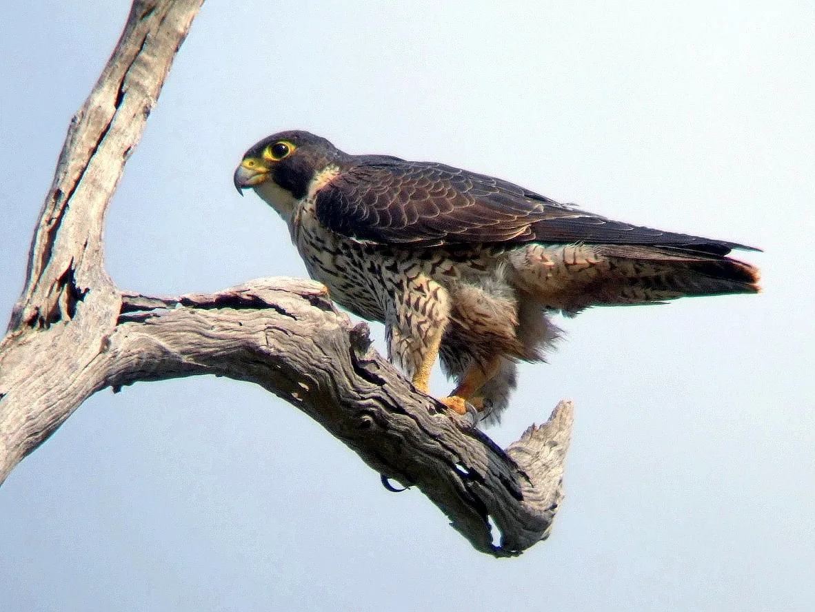 Peregrine falcon soaring above Black Canyon cliffs