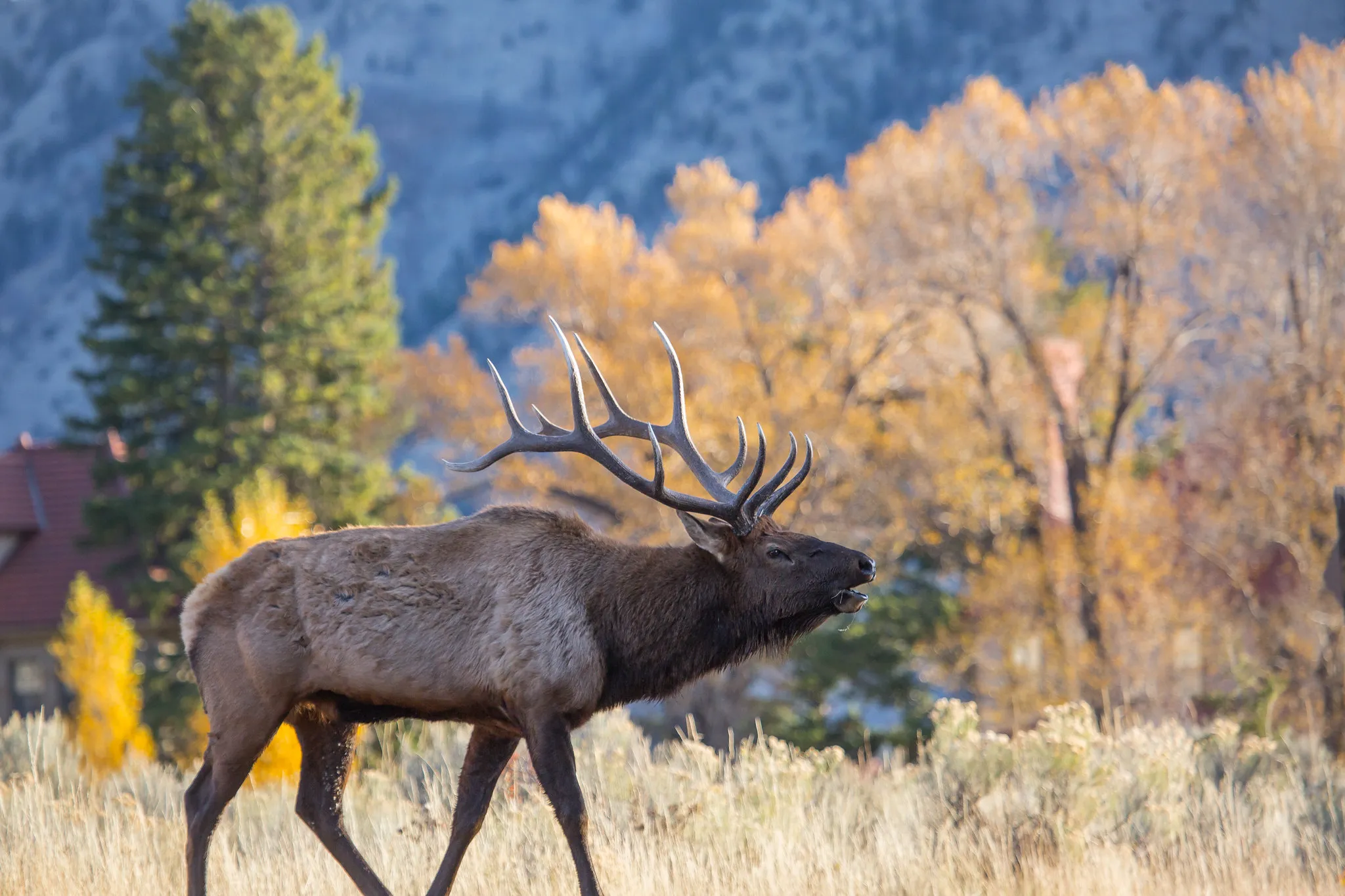 Bull elk bugling during September rut season in Yellowstone National Park