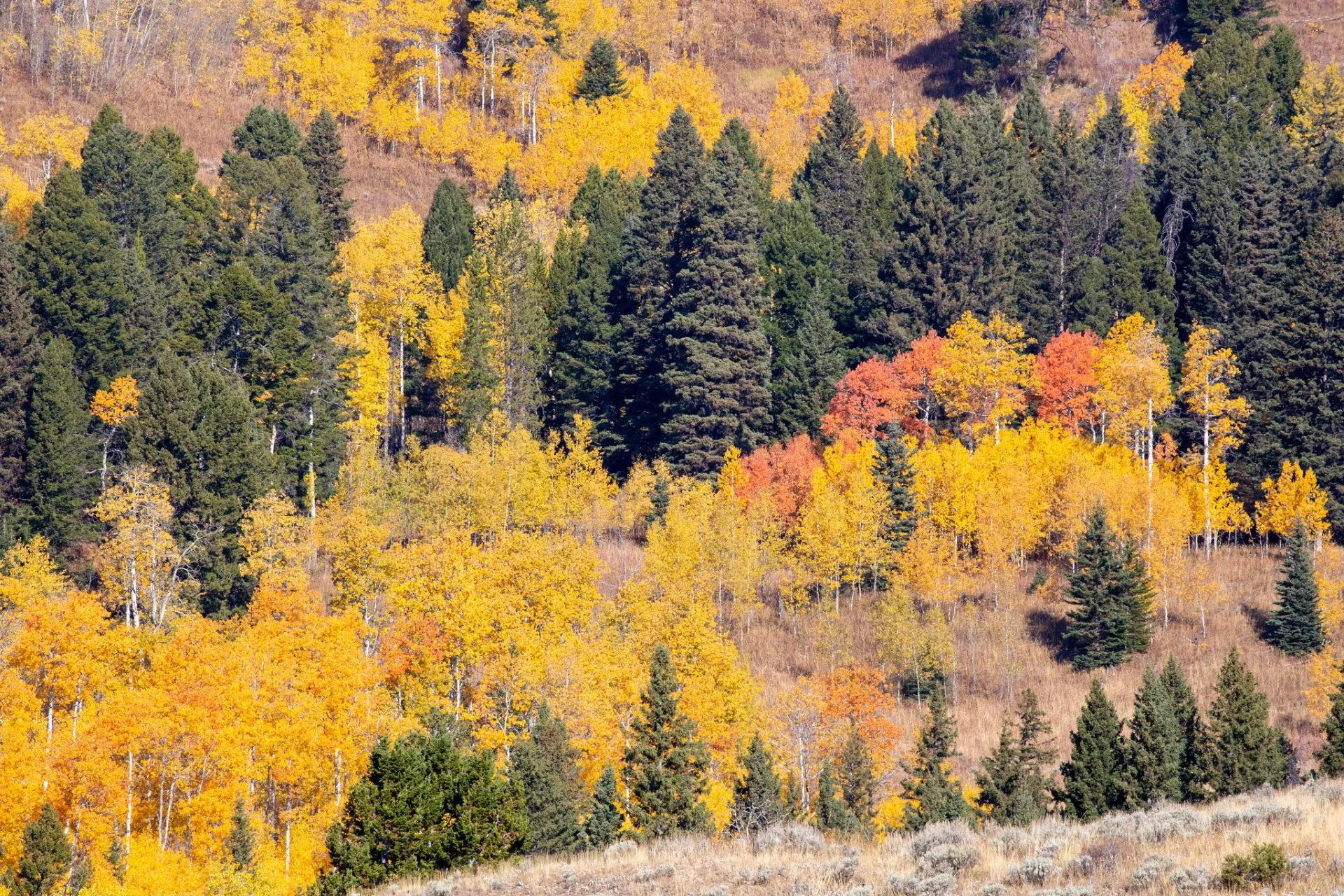 Fall colors and aspen trees in Yellowstone National Park during September