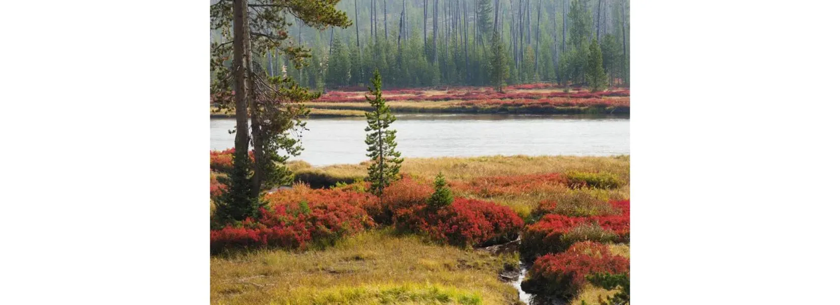 Fall colors and weather conditions in Yellowstone National Park