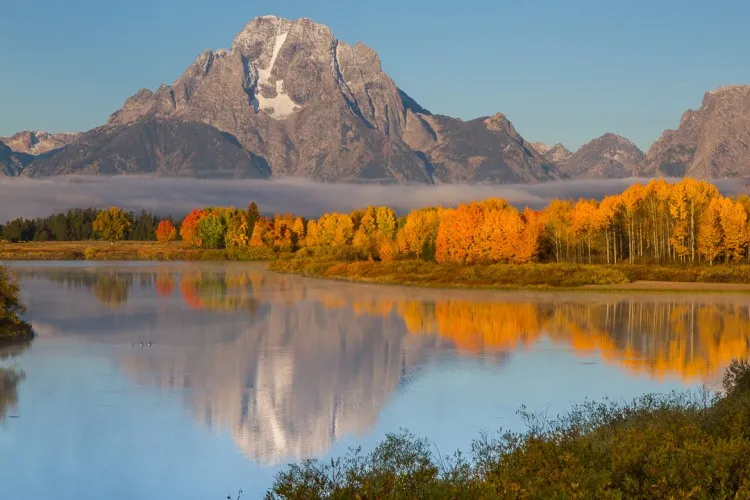 Golden aspen trees in fall foliage