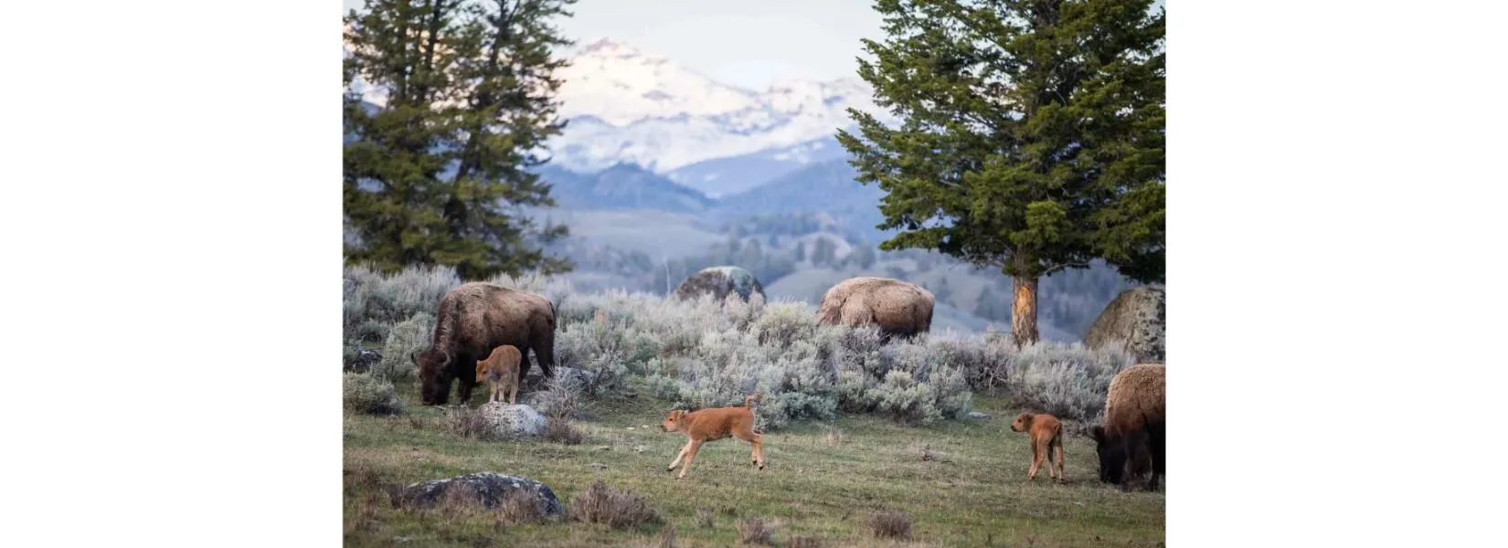 Yellowstone landscape in June showing diverse terrain