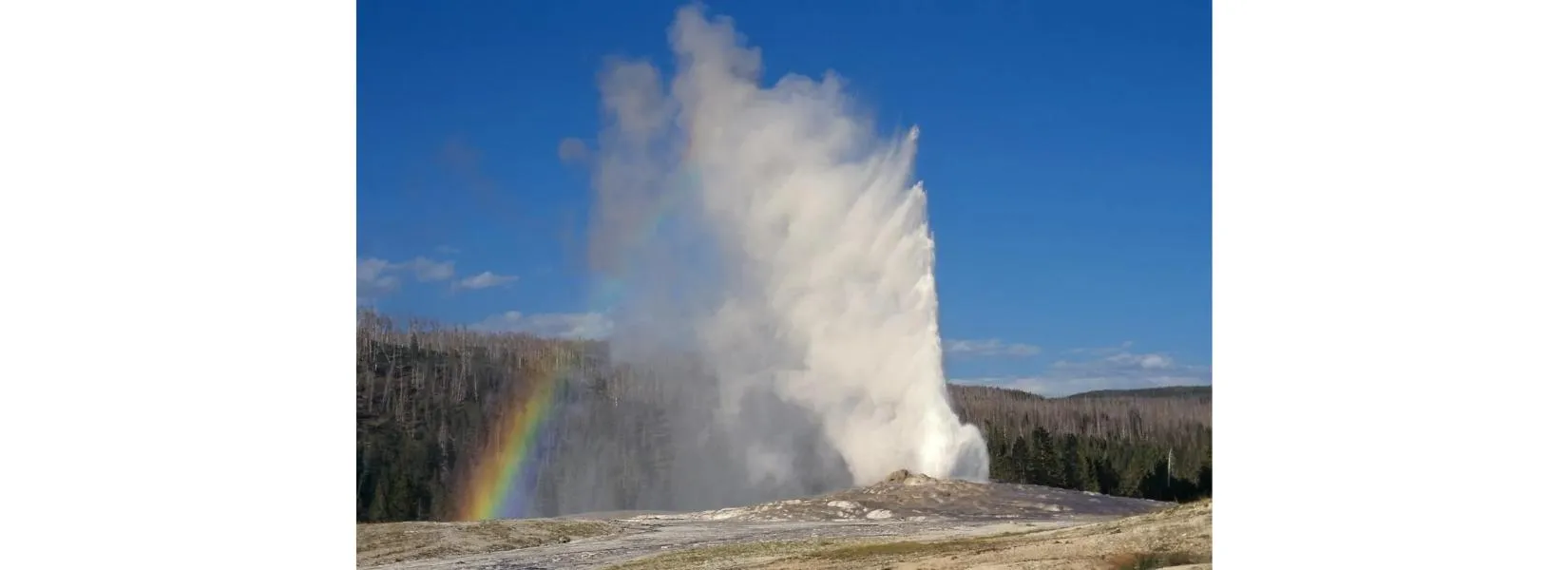 Old Faithful geyser erupting during May weather conditions in Yellowstone National Park with visitors watching