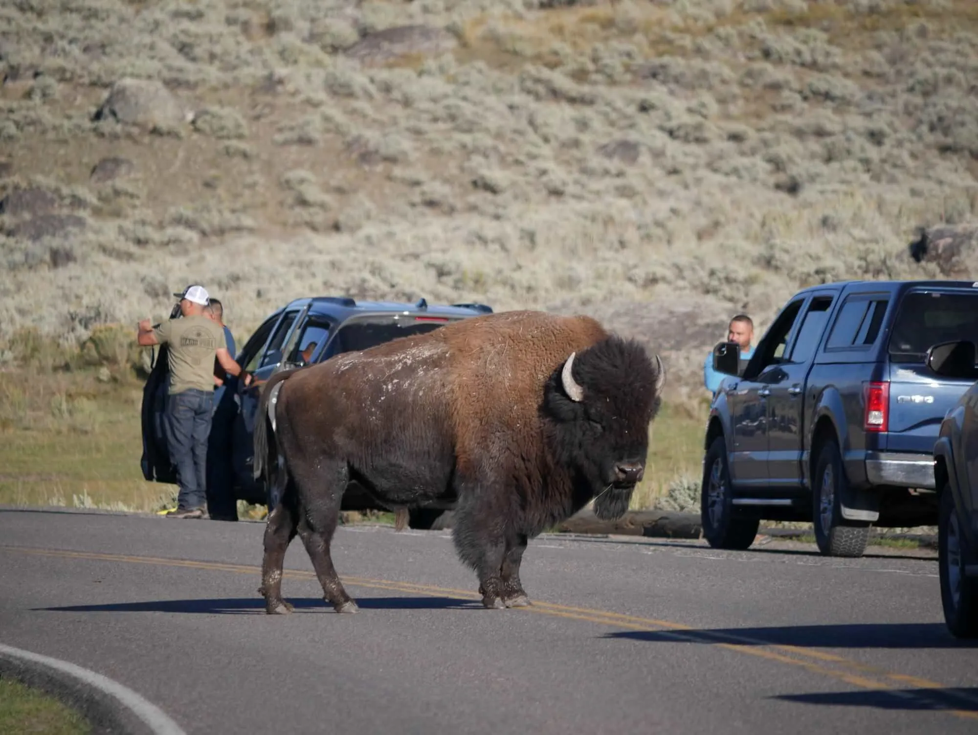 Bison during rut season in Yellowstone National Park showing large herds gathering in August