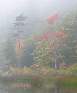 Fall colors in Acadia National Park during autumn weather