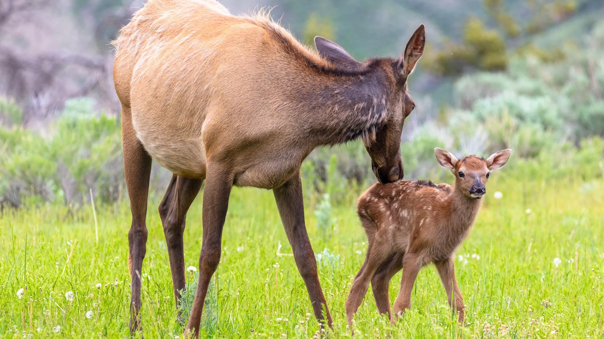 A cow elk cleaning her young calf in Yellowstone's wilderness, representing the pristine nature of the Idaho section